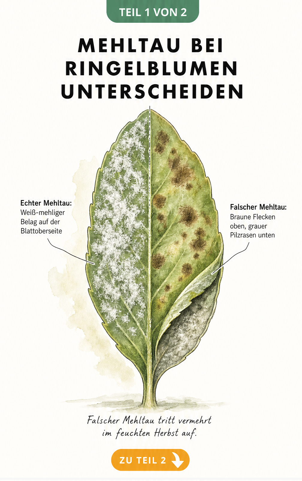 Aquarell-Illustration eines Ringelblumenblattes, das echten und falschen Mehltau vergleicht