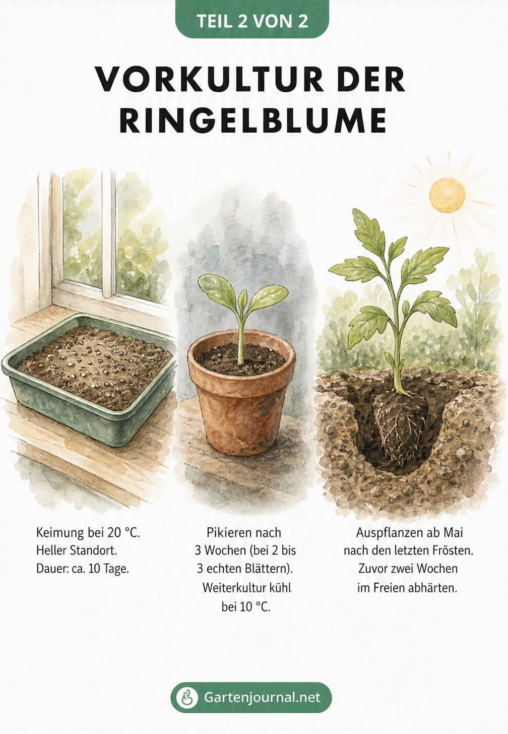 Drei botanische Skizzen, die die Vorkultur von Ringelblumen von der Keimung auf der Fensterbank bis zum Auspflanzen ins Freiland darstellen.