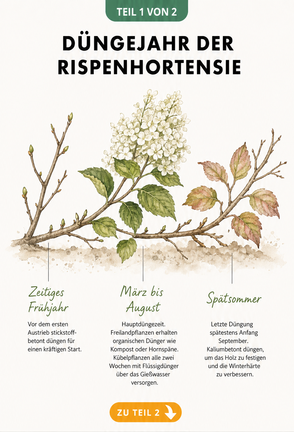 Botanische Illustration eines Rispenhortensien-Zweigs, der die Entwicklung vom kahlen Austrieb im Frühjahr über die volle Blüte bis zum verholzenden Zweig im...