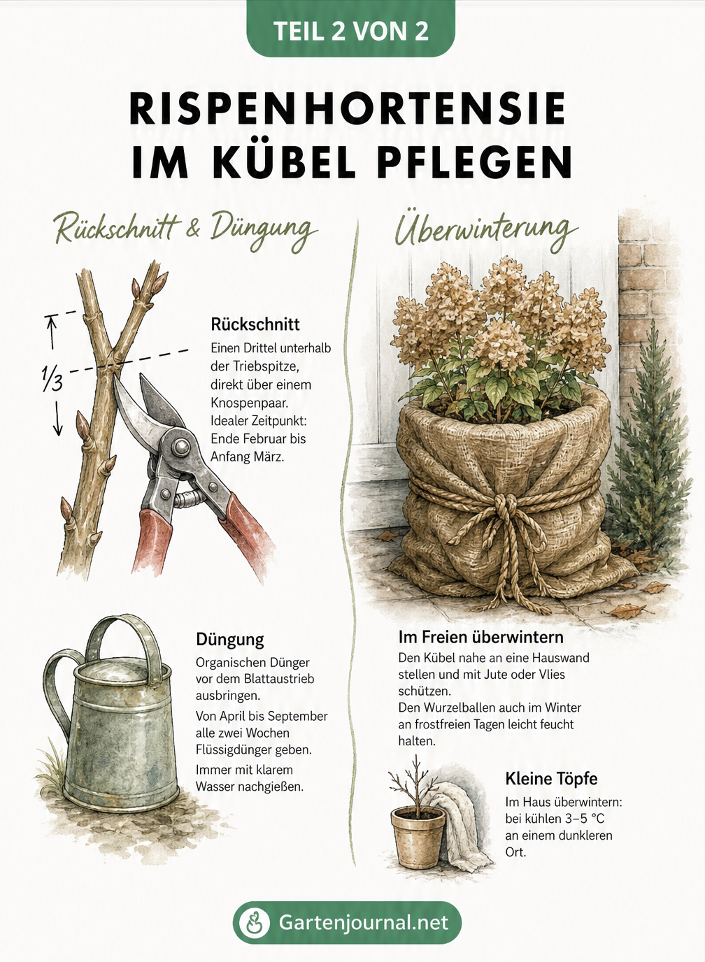 Illustration zum Rückschnitt einer Rispenhortensie und zur Überwinterung eines Pflanzkübels mit Jute und Gartenvlies.