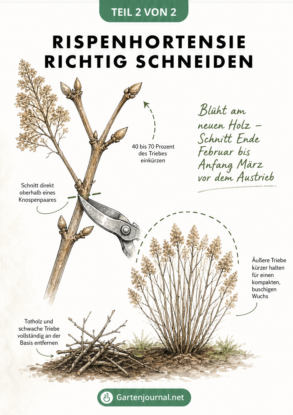 Skizze zum richtigen Schneiden einer Rispenhortensie mit Gartenschere und Schnittführung