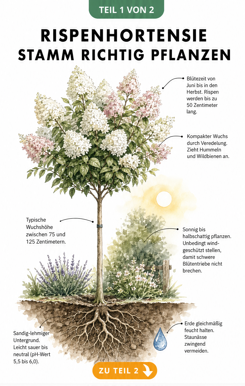 Botanische Illustration einer Rispenhortensie auf Stamm mit Details zu Krone, Stamm und Wurzelbereich