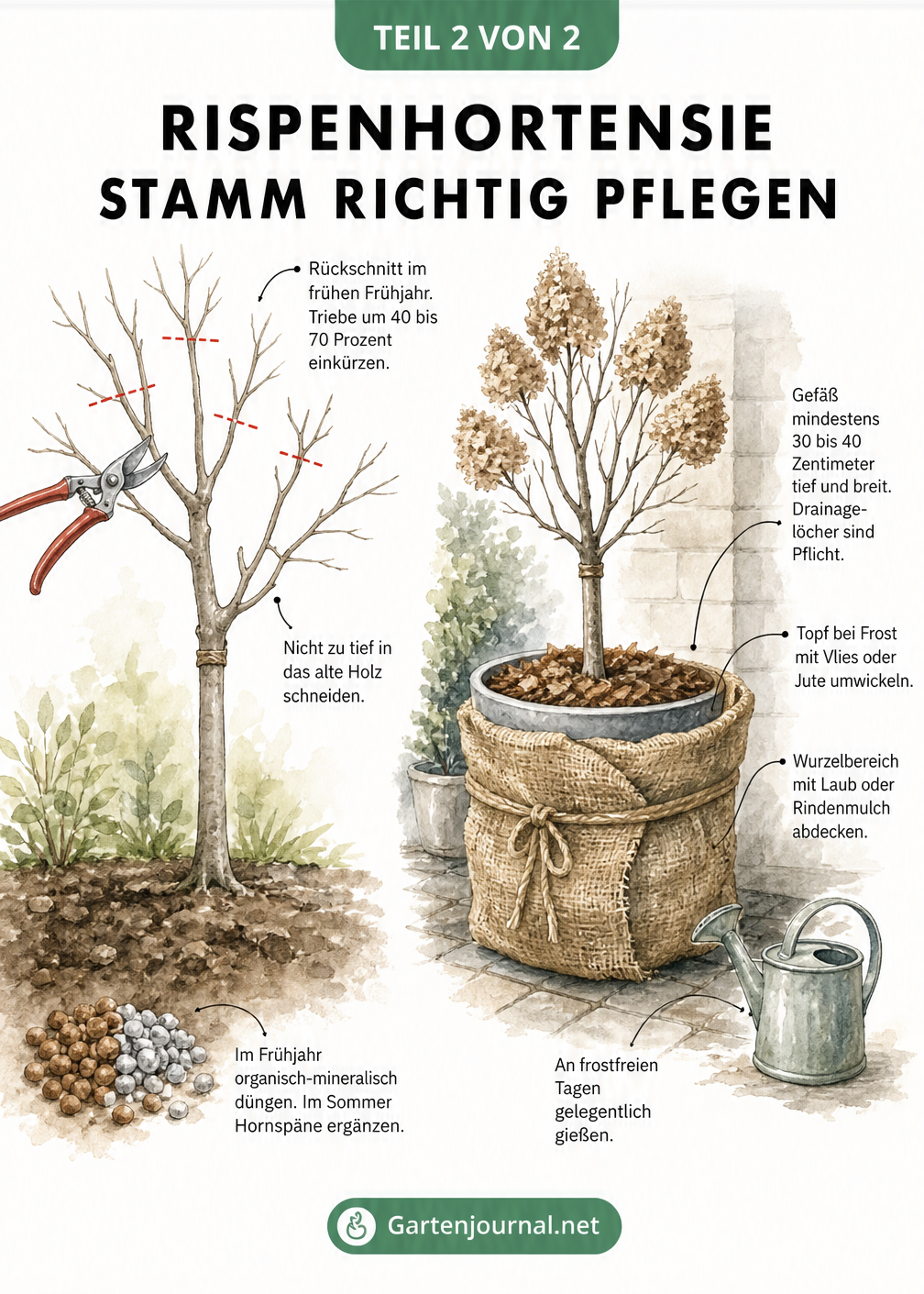 Illustration zur Pflege einer Rispenhortensie auf Stamm mit Tipps zu Rückschnitt und Überwinterung im Topf