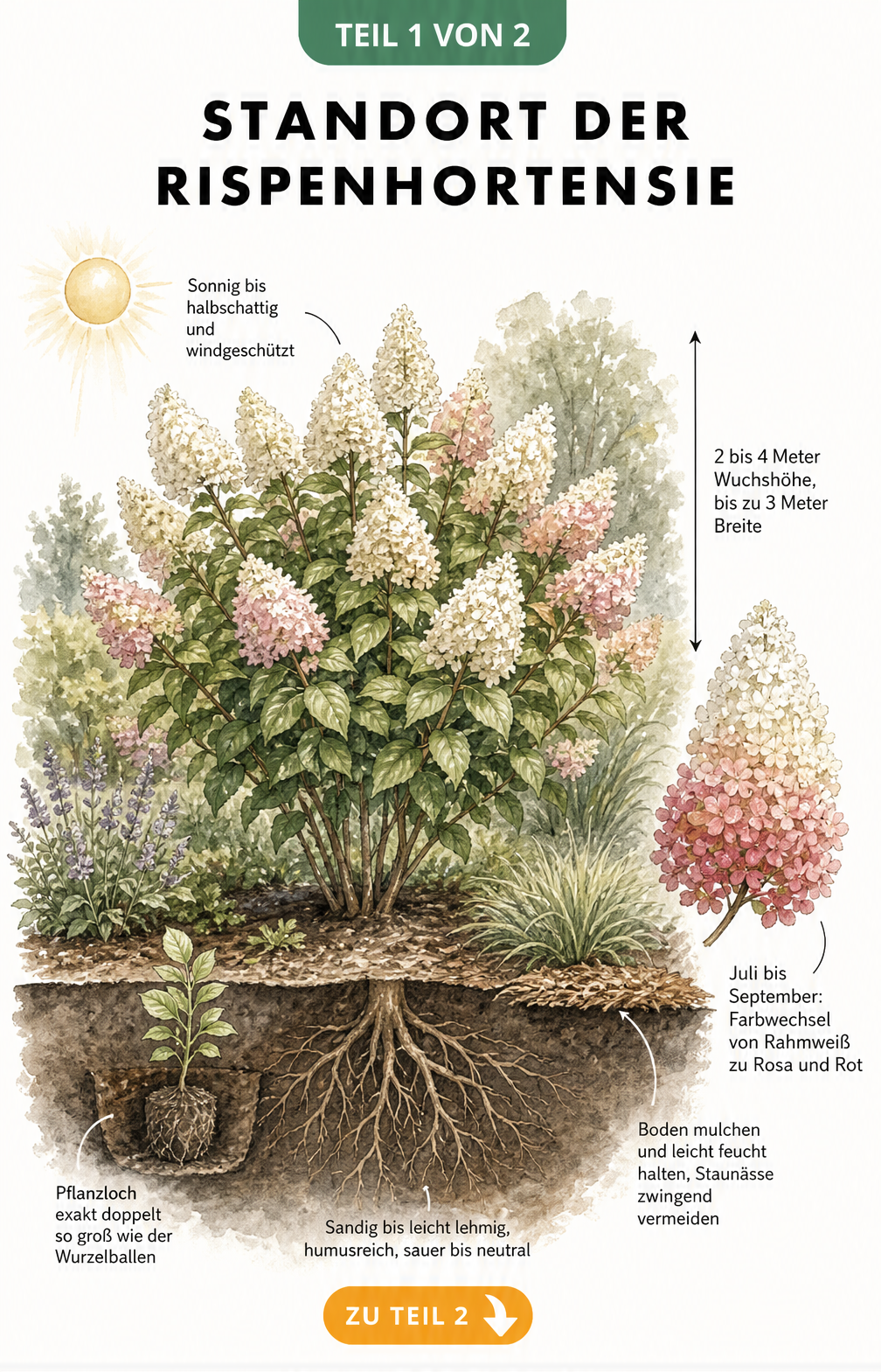 Botanische Illustration einer Rispenhortensie mit Angaben zu Standort, Wuchshöhe, Blütezeit und Bodenbeschaffenheit