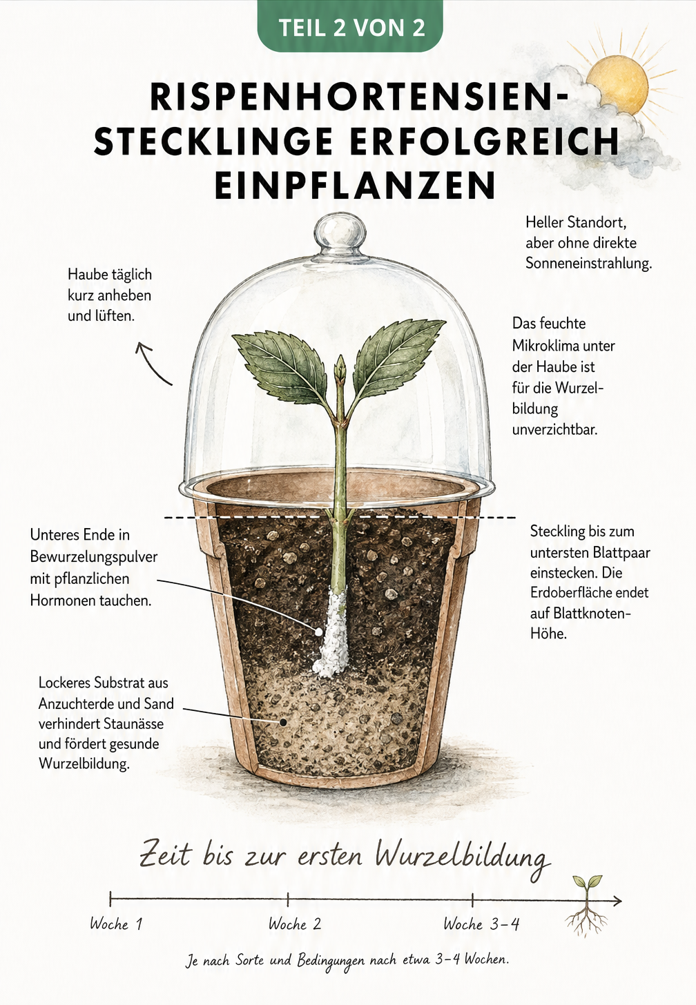 Querschnitt eines Terrakotta-Topfes mit eingepflanztem Rispenhortensien-Steckling in Anzuchterde, abgedeckt mit einer Glashaube