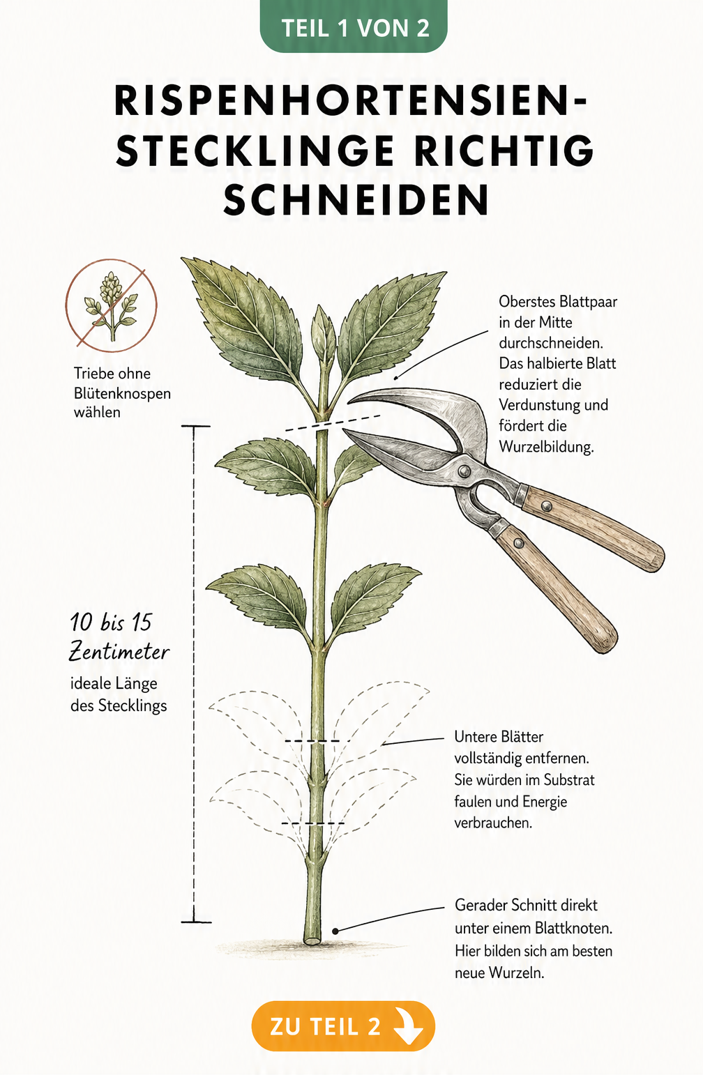Botanische Illustration eines Rispenhortensien-Stecklings mit Maßlinie, Gartenschere beim Blattschnitt und Markierung für den Schnitt unter dem Blattknoten
