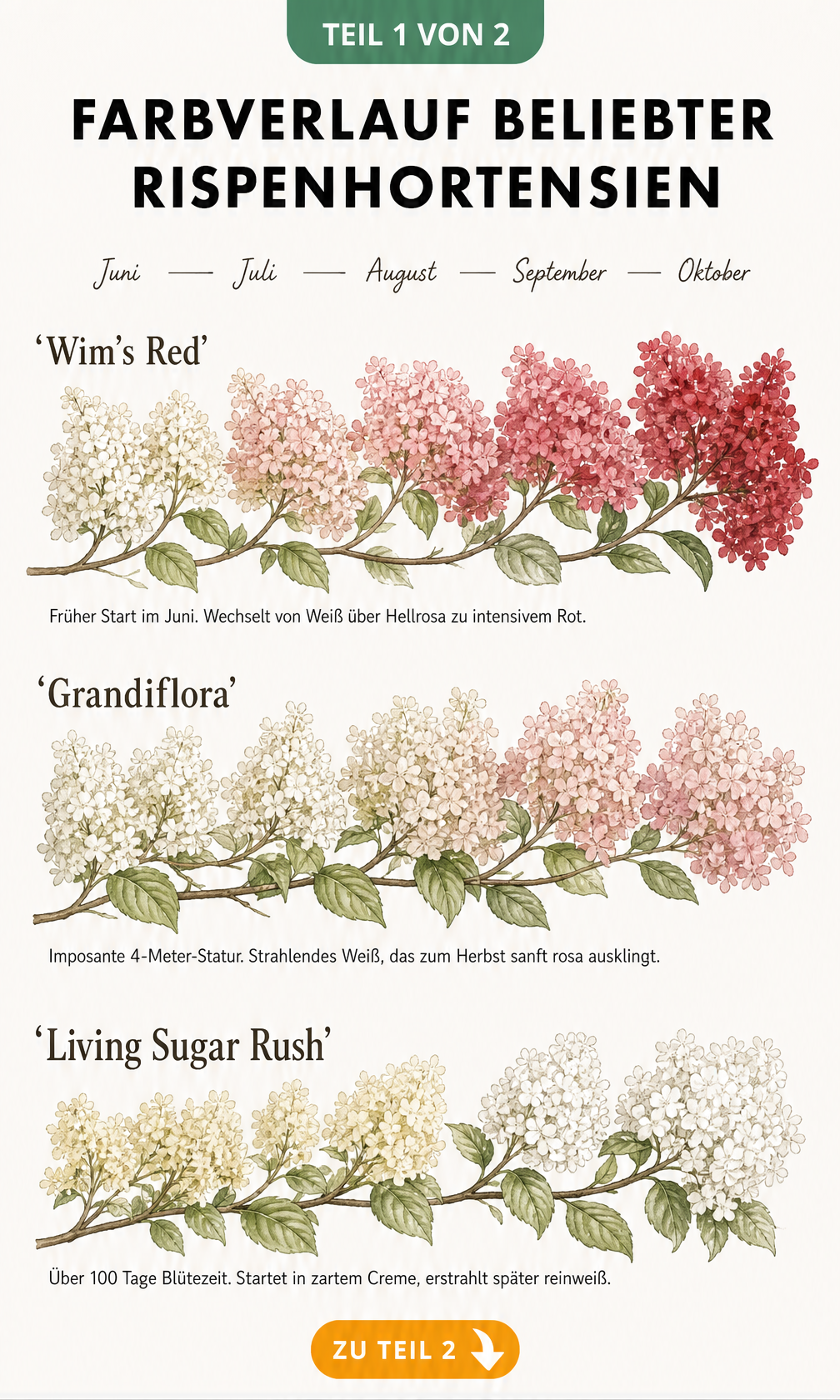 Aquarell-Illustration des Farbverlaufs der Rispenhortensien-Sorten Wim's Red, Grandiflora und Living Sugar Rush von Juni bis Oktober