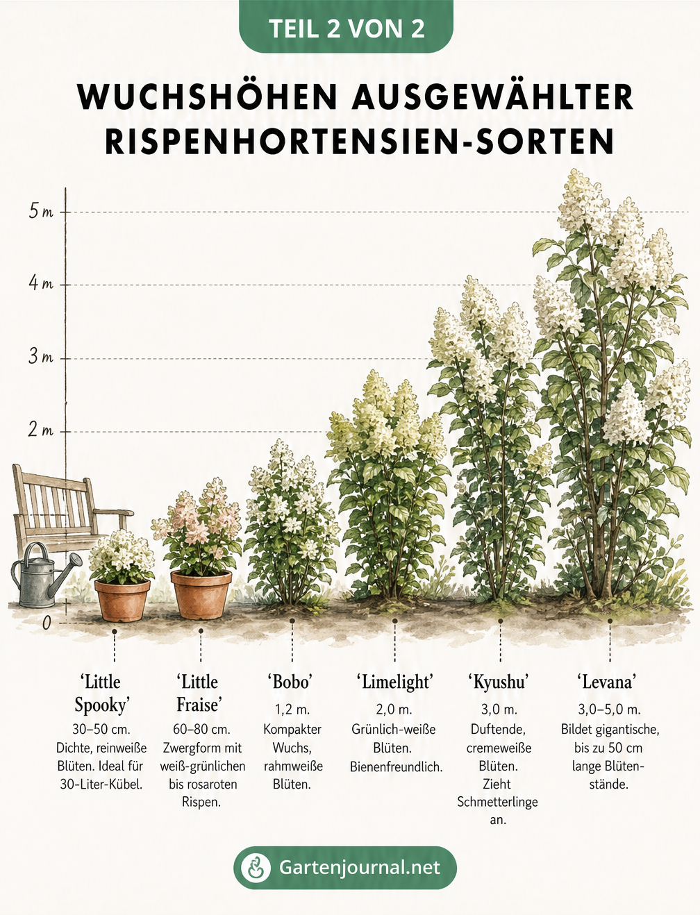 Vergleich der Wuchshöhen von sechs Rispenhortensien-Sorten von 0,5 bis 5 Metern, inklusive Kübel- und Freilandpflanzen