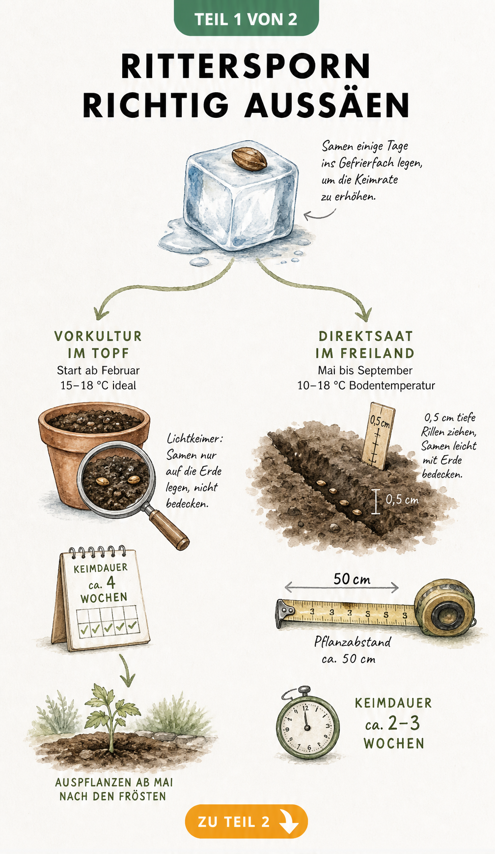 Botanische Illustration zur Aussaat von Rittersporn mit Vorkultur im Topf und Direktsaat im Freiland