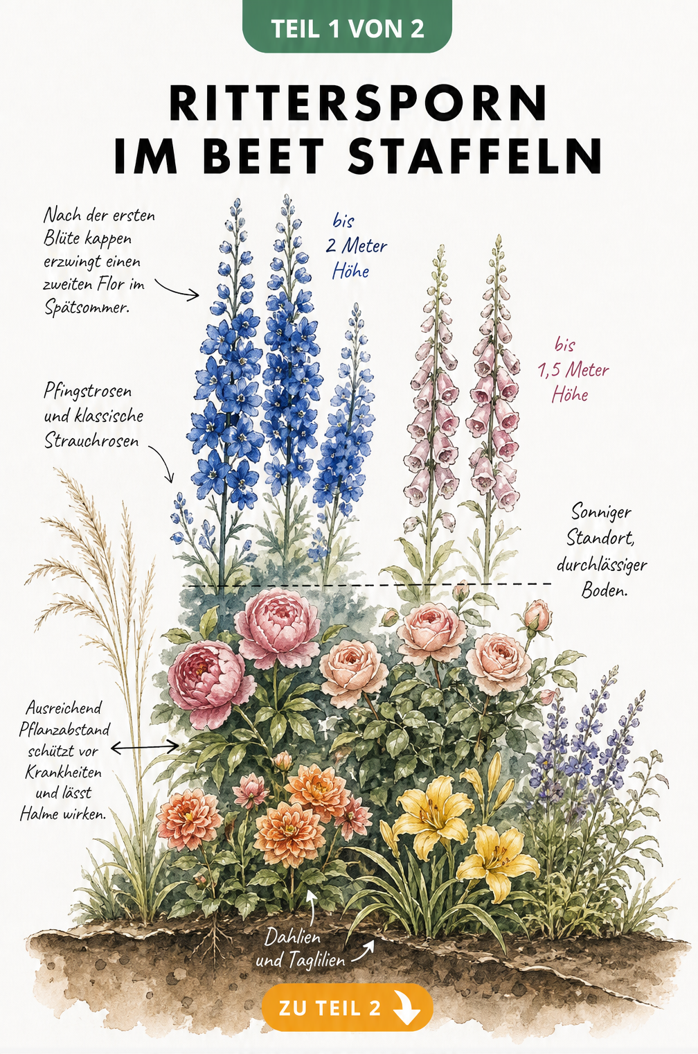 Botanischer Querschnitt eines Gartenbeets mit Rittersporn, Pfingstrosen, Rosen, Dahlien und Taglilien nach Wuchshöhe gestaffelt