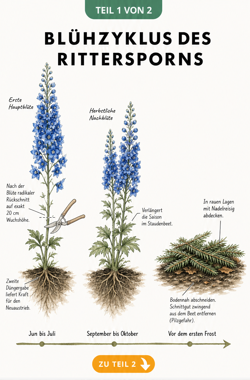 Illustration des Blühzyklus von Rittersporn mit Hauptblüte, Nachblüte und Winterruhe