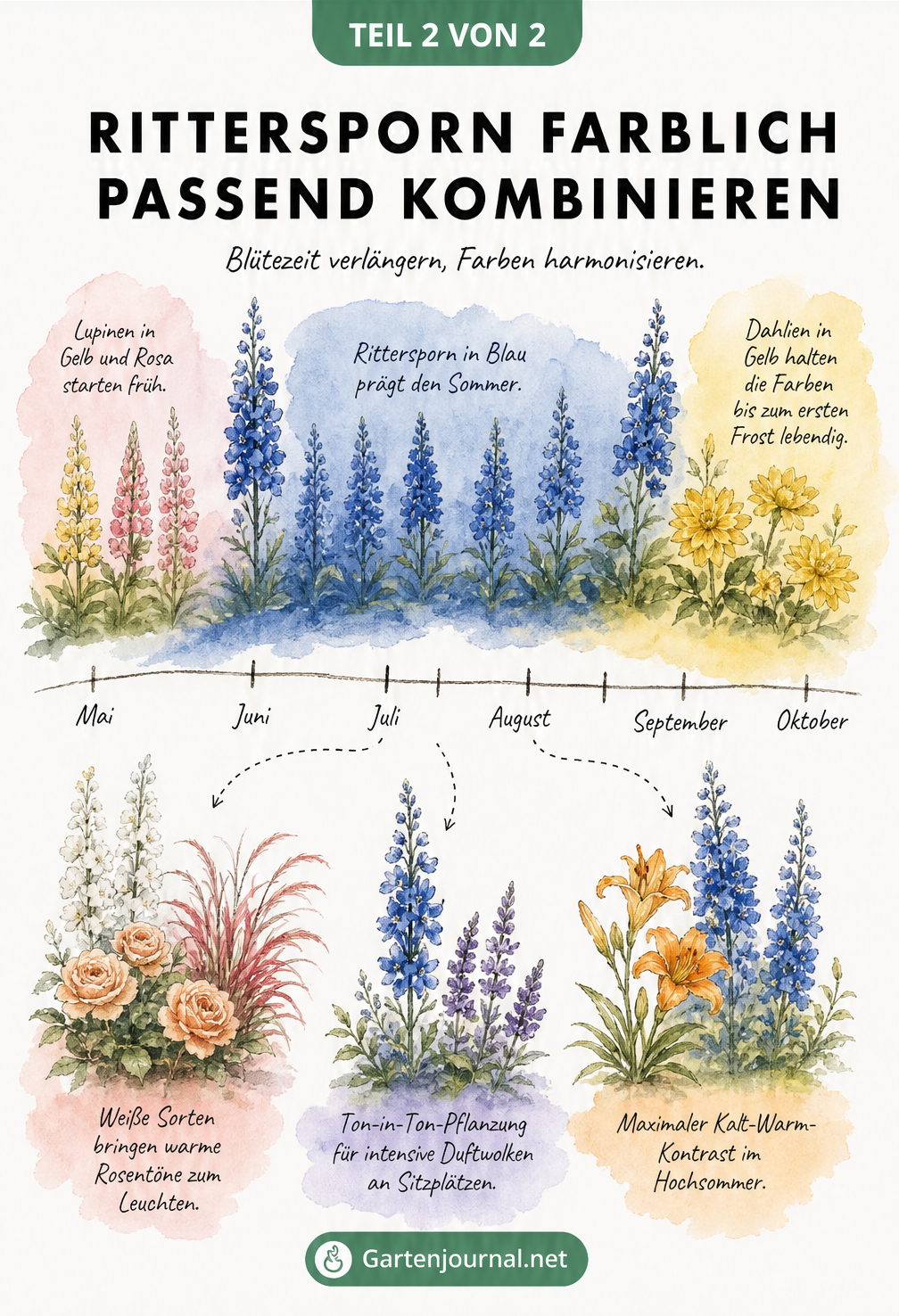 Handgemaltes Diagramm zur Blütezeit und Farbkombination von Rittersporn mit Lupinen, Rosen, Salbei, Taglilien und Dahlien von Mai bis Oktober
