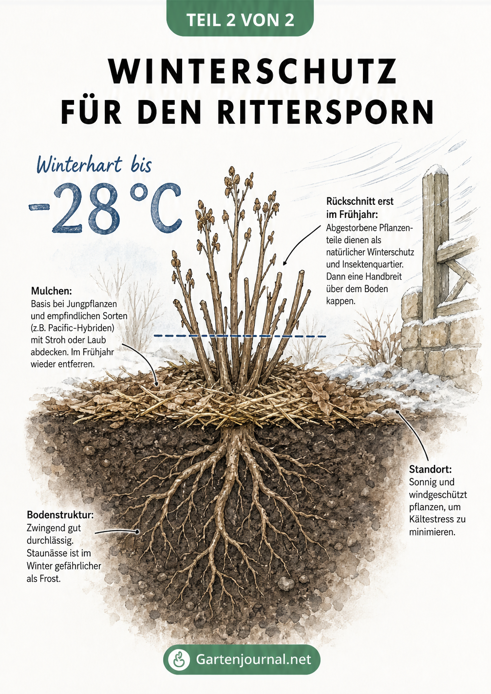 Querschnitt eines Rittersporns im Freilandbeet mit Winterschutz durch Mulch und Rückschnitt-Hinweisen