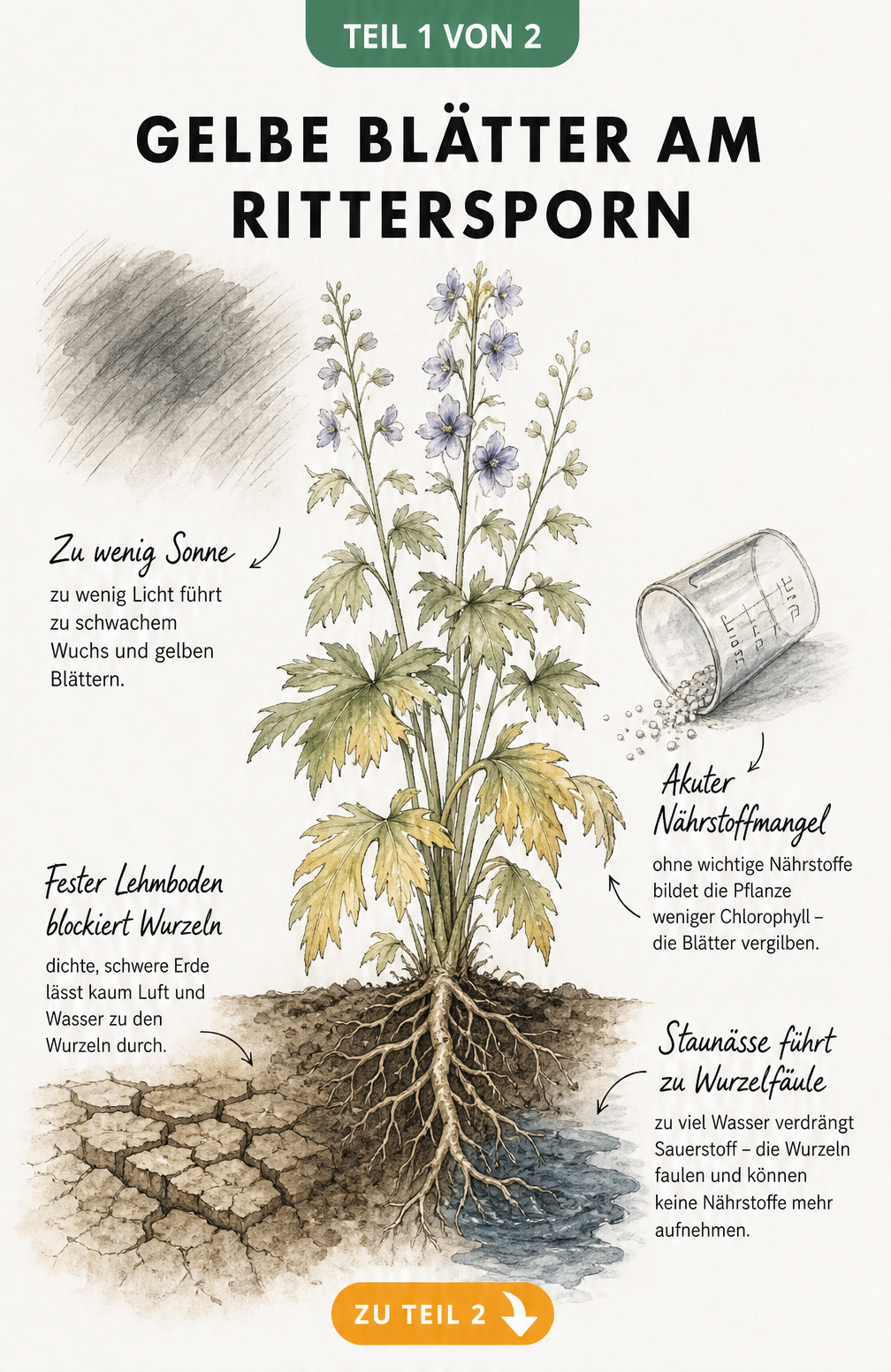 Botanische Illustration eines Rittersporns mit gelben Blättern und Wurzelquerschnitt, die Ursachen wie Sonnenmangel, Lehmboden, Nährstoffmangel und Staunässe...