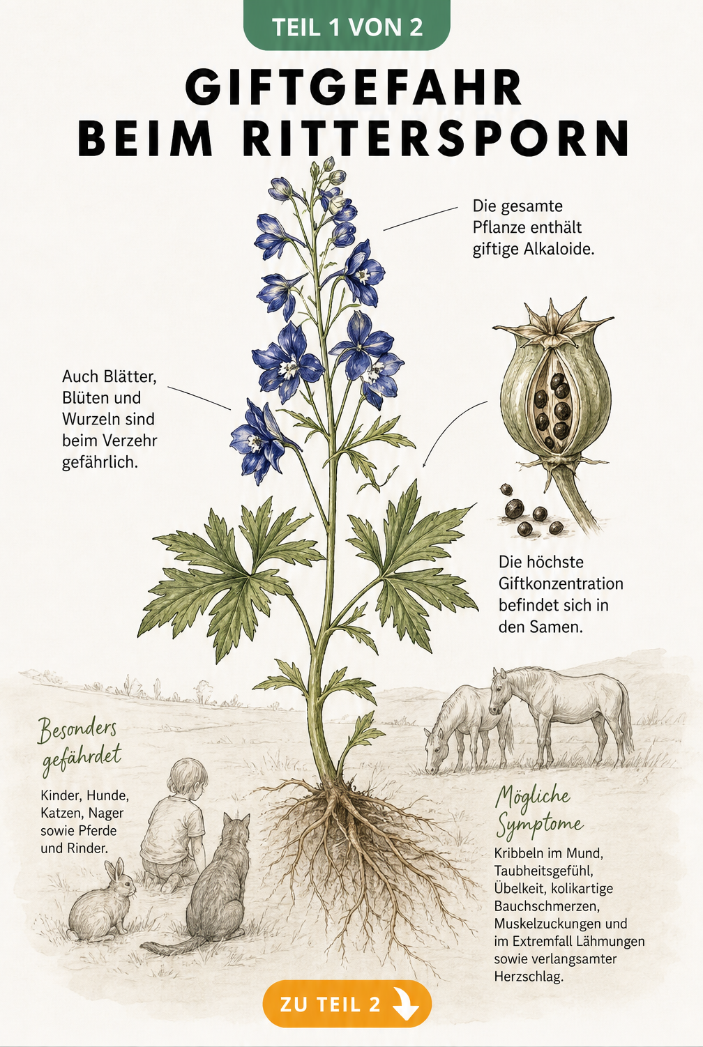 Botanische Illustration eines Rittersporns mit Hinweisen auf giftige Pflanzenteile wie Samen, Blätter, Blüten und Wurzeln sowie Symptome bei Mensch und Tier.