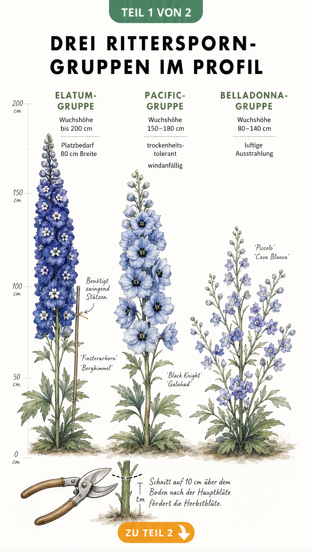 Botanische Illustration der drei Rittersporn-Gruppen Elatum, Pacific und Belladonna mit Wuchshöhen und Pflegehinweisen
