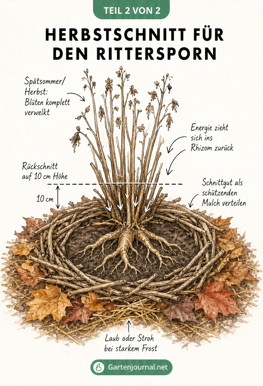 Illustration eines verwelkten Rittersporns im Herbst mit Schnittlinie auf 10 Zentimeter und Mulchschicht aus trockenen Stängeln