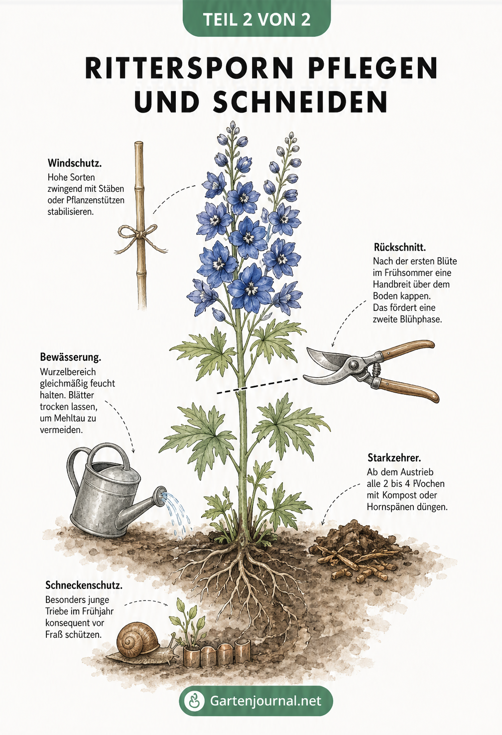 Illustration einer blühenden Ritterspornpflanze mit Pflegetipps zu Windschutz, Rückschnitt nach der ersten Blüte, Bewässerung, Düngung als Starkzehrer und...