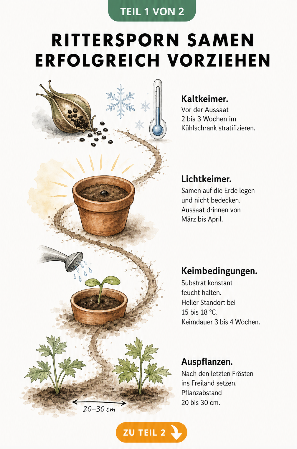 Botanische Skizze zur Anzucht von Rittersporn aus Samen, von der Stratifizierung im Kühlschrank über die Aussaat als Lichtkeimer bis zum Auspflanzen der...