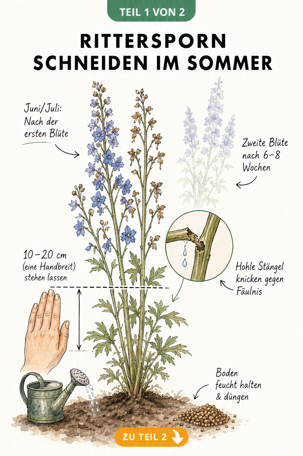 Illustration eines Rittersporns im Sommer mit Schnittlinie auf 10 bis 20 Zentimeter Höhe und Detailansicht eines geknickten Stängels