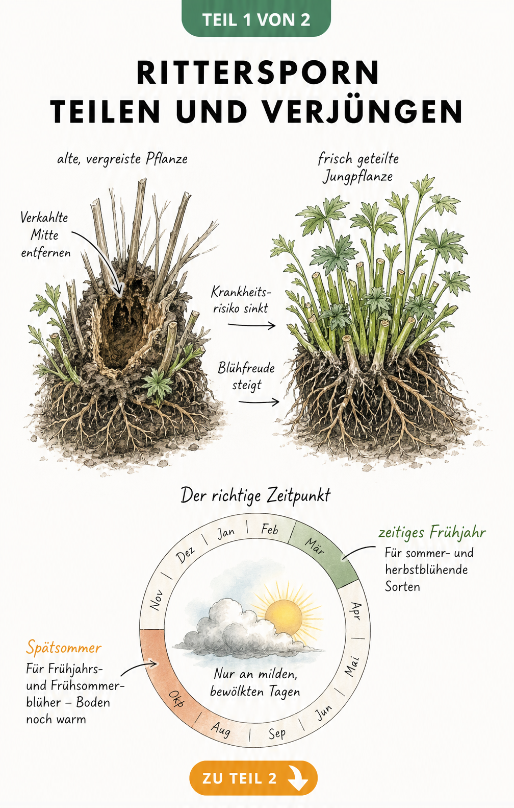 Illustration eines alten und eines frisch geteilten Rittersporn-Wurzelballens mit Jahresuhr zum idealen Zeitpunkt