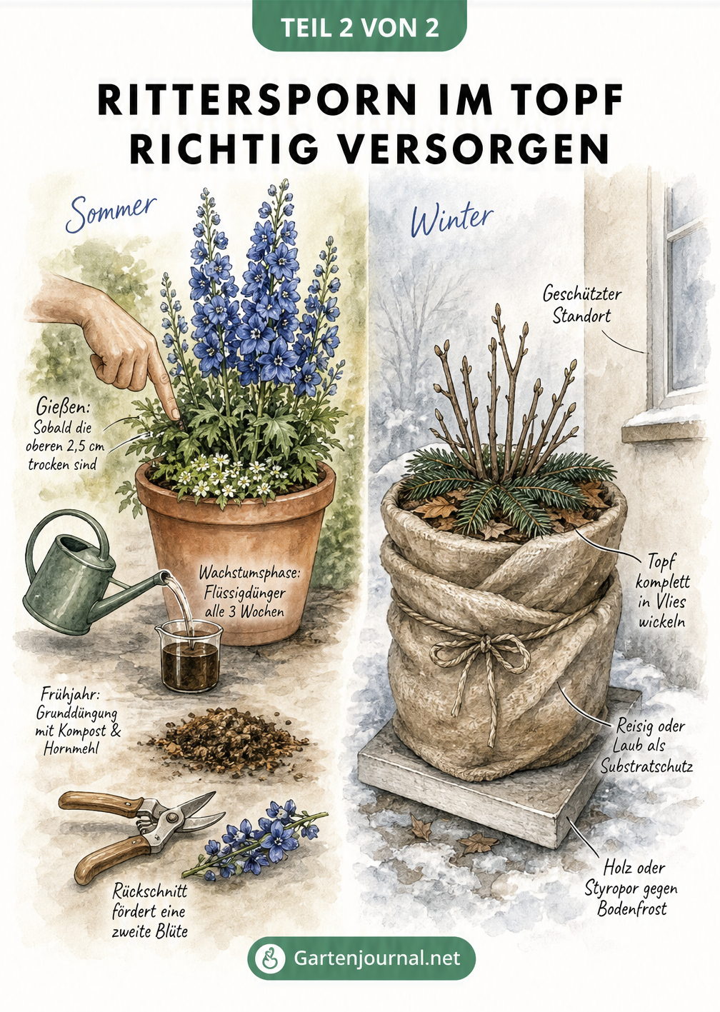 Vorher-Nachher-Illustration von Rittersporn im Topf: Blühend im Sommer mit Gieß- und Düngehinweisen, zurückgeschnitten und eingepackt im Winter.