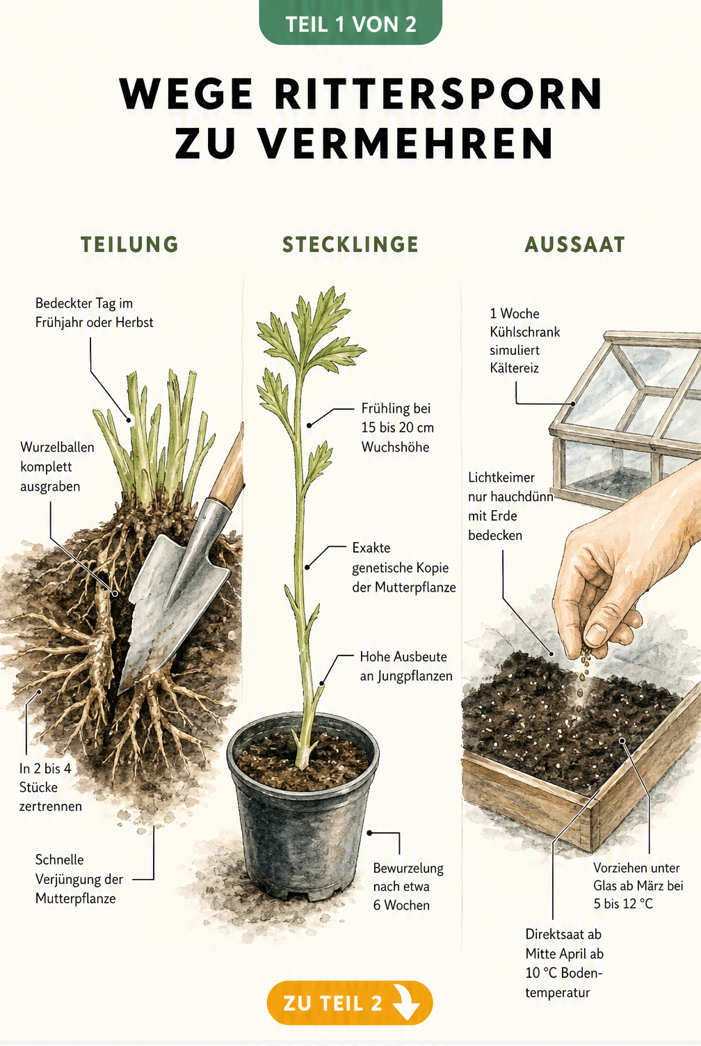 Illustration der drei Methoden zur Vermehrung von Rittersporn: Teilung des Wurzelballens, Stecklinge im Anzuchttopf und Aussaat im Frühbeet.