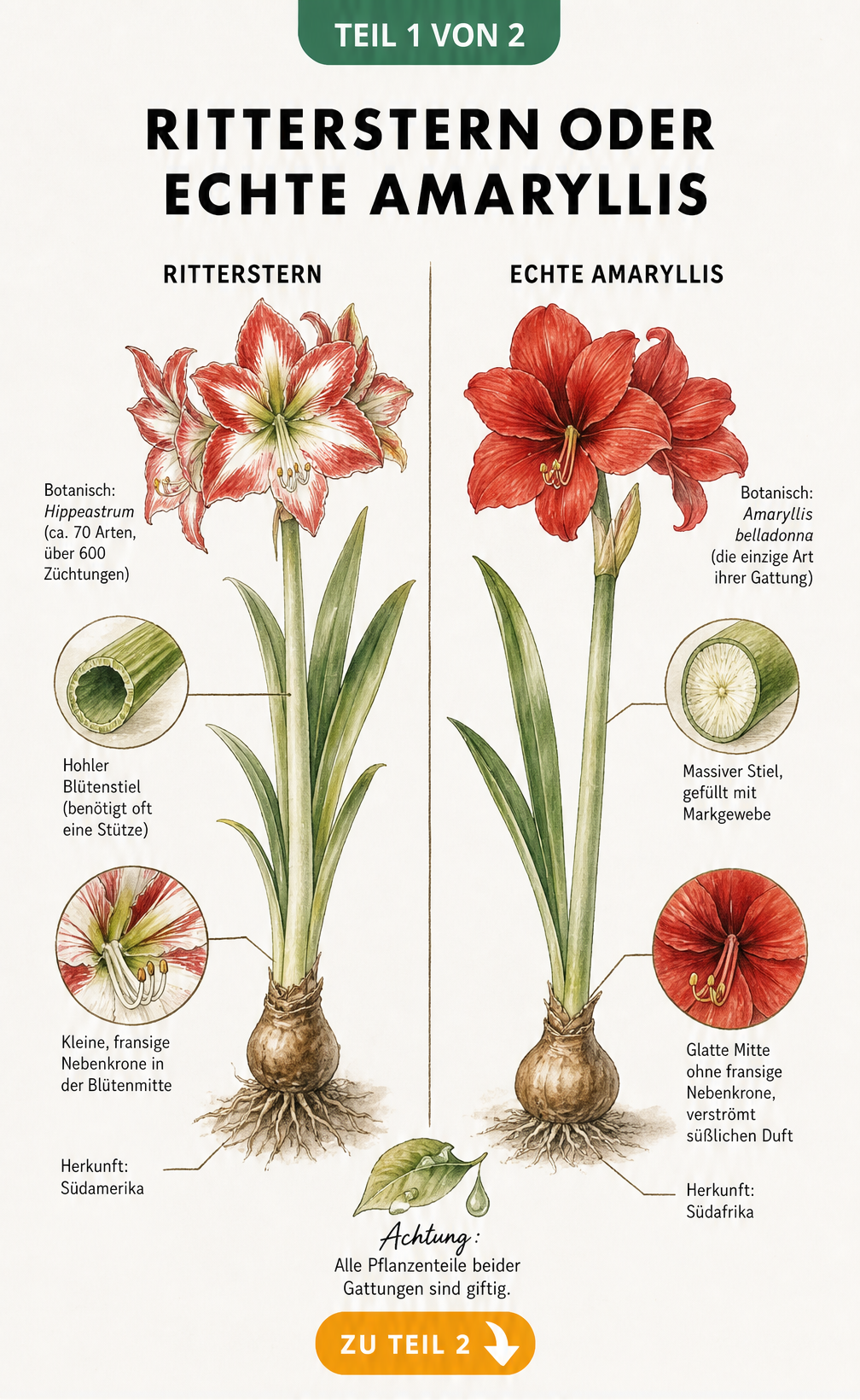 Botanische Illustration von Ritterstern und echter Amaryllis mit Details zu Stiel, Blüte und Herkunft