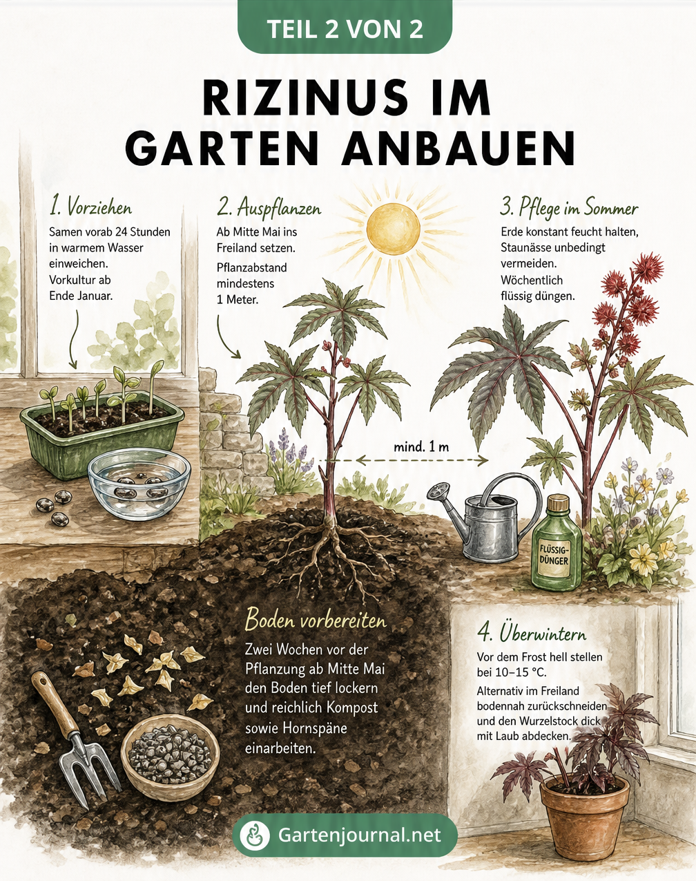 Illustration zum Anbau von Rizinus: Von der Anzucht im Haus über die Pflanzung im Freiland bis zur Pflege und Überwinterung