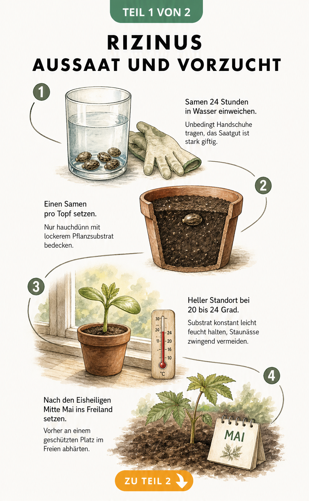 Botanische Illustration der vier Entwicklungsphasen der Rizinusaussaat: Einweichen der Samen, Einpflanzen in den Topf, Keimling auf der Fensterbank und...