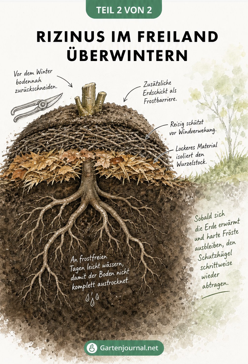 Querschnitt durch den Erdboden mit einem Rizinus-Wurzelstock, der durch Laub, Reisig und Erde vor Frost geschützt ist.
