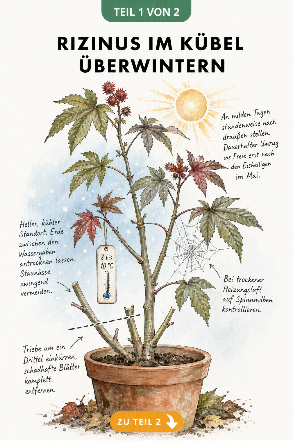 Botanische Illustration eines Rizinus im Terrakotta-Kübel mit Hinweisen zu Rückschnitt, Winterquartier und Auswinterung im Frühjahr.