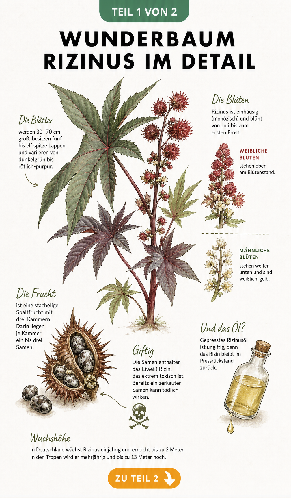 Botanische Illustration des Rizinus mit Details zu Blättern, Blüten, Früchten und Giftigkeit