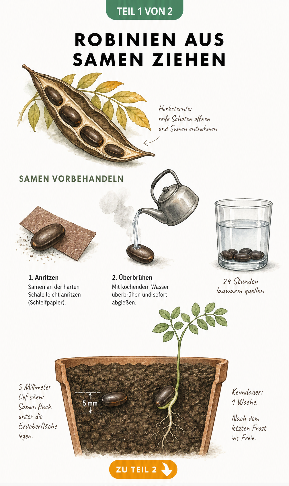 Botanische Illustration der Robinien-Vermehrung aus Samen: Von der Schote über das Anritzen und Quellen bis zum Keimling im Topf.