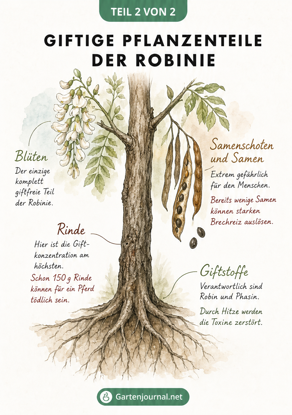 Querschnitt einer Robinie mit farblicher Markierung der giftigen Pflanzenteile wie Rinde und Samenschoten, während die Blüten als giftfrei gekennzeichnet sind.