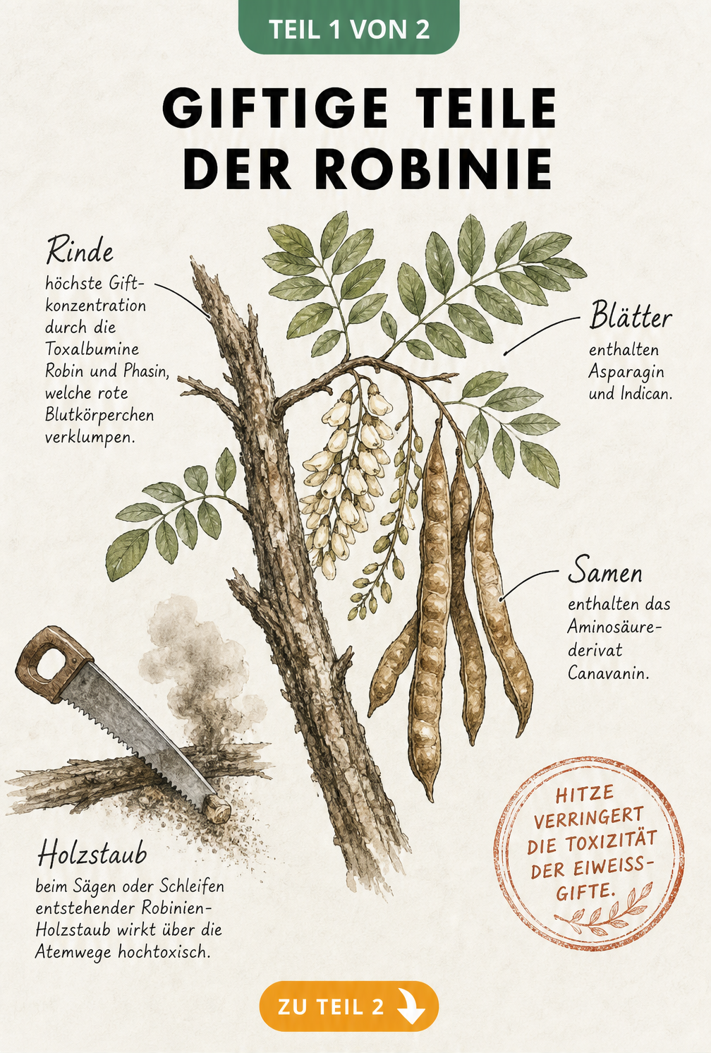 Botanische Illustration eines Robinienzweigs mit Rinde, Blättern und Samenschoten sowie Erklärungen zu den Giftstoffen