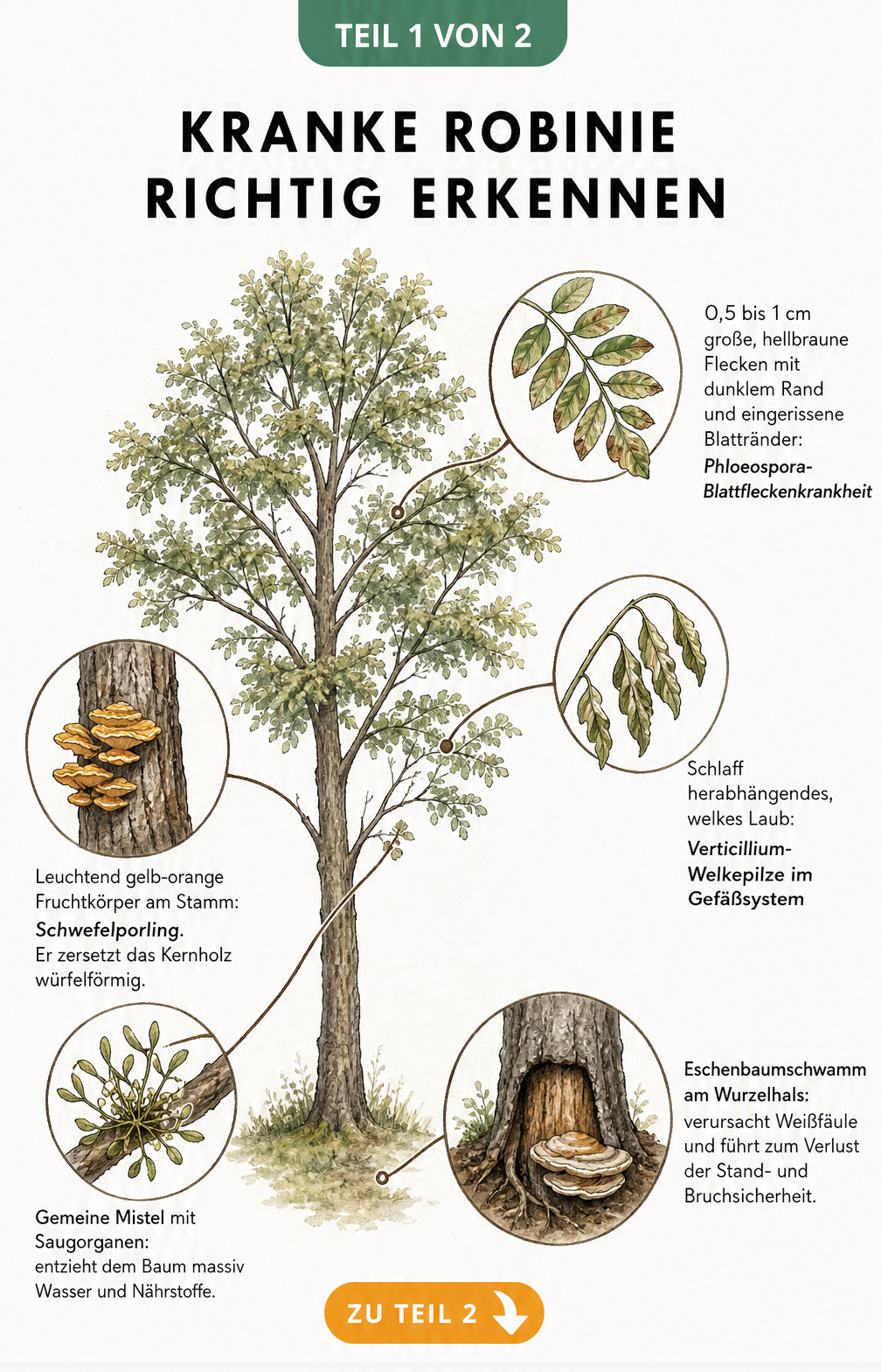 Botanische Illustration einer Robinie mit Detailzeichnungen von Blattfleckenkrankheit, Welkepilzen, Schwefelporling, Mistel und Eschenbaumschwamm.