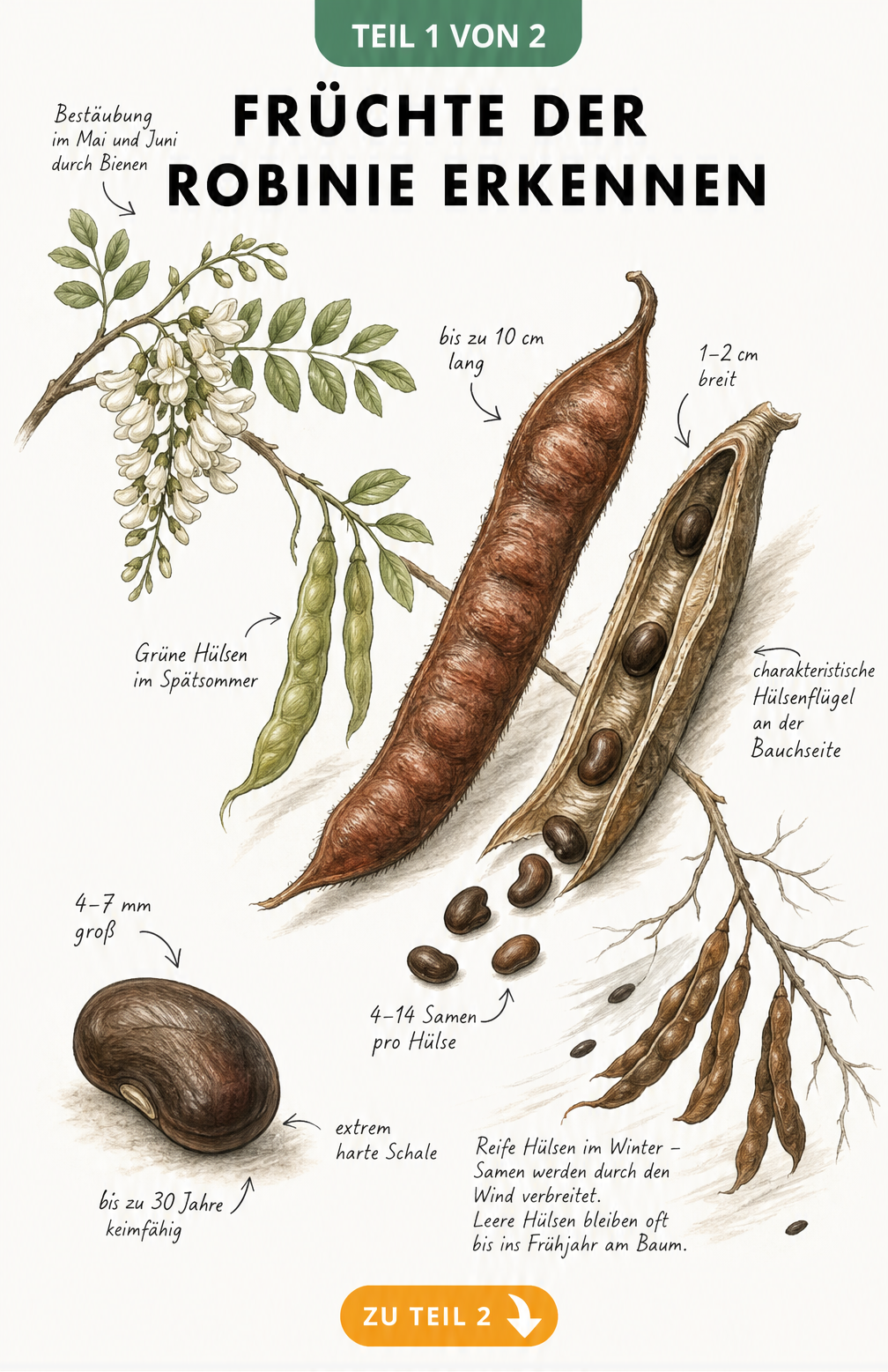 Botanische Illustration der Robinien-Früchte mit geschlossenen und geöffneten Hülsen sowie Samen