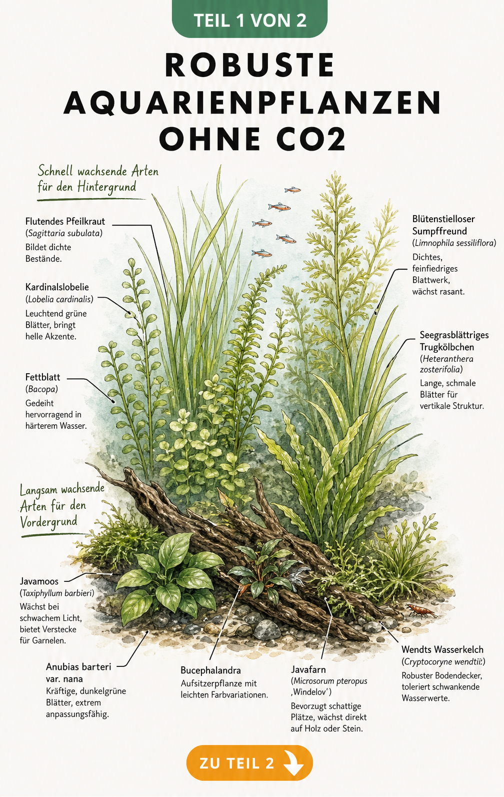Querschnitt eines Aquariums mit robusten Pflanzenarten, die ohne CO2-Anlage wachsen, wie Javamoos, Anubias und Flutendes Pfeilkraut.
