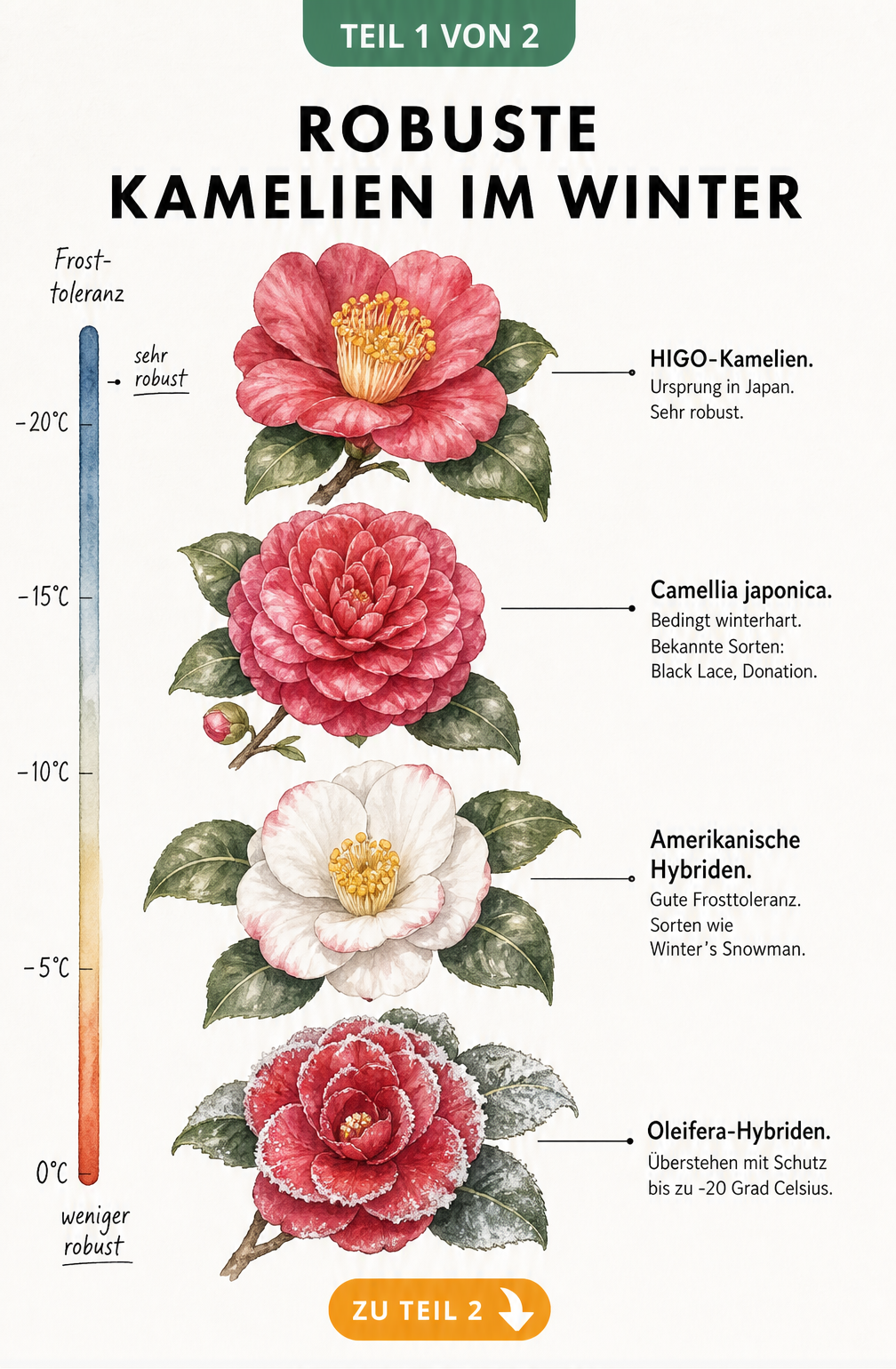Botanische Illustration von vier Kamelienblüten mit Angaben zur Frosttoleranz und Herkunft