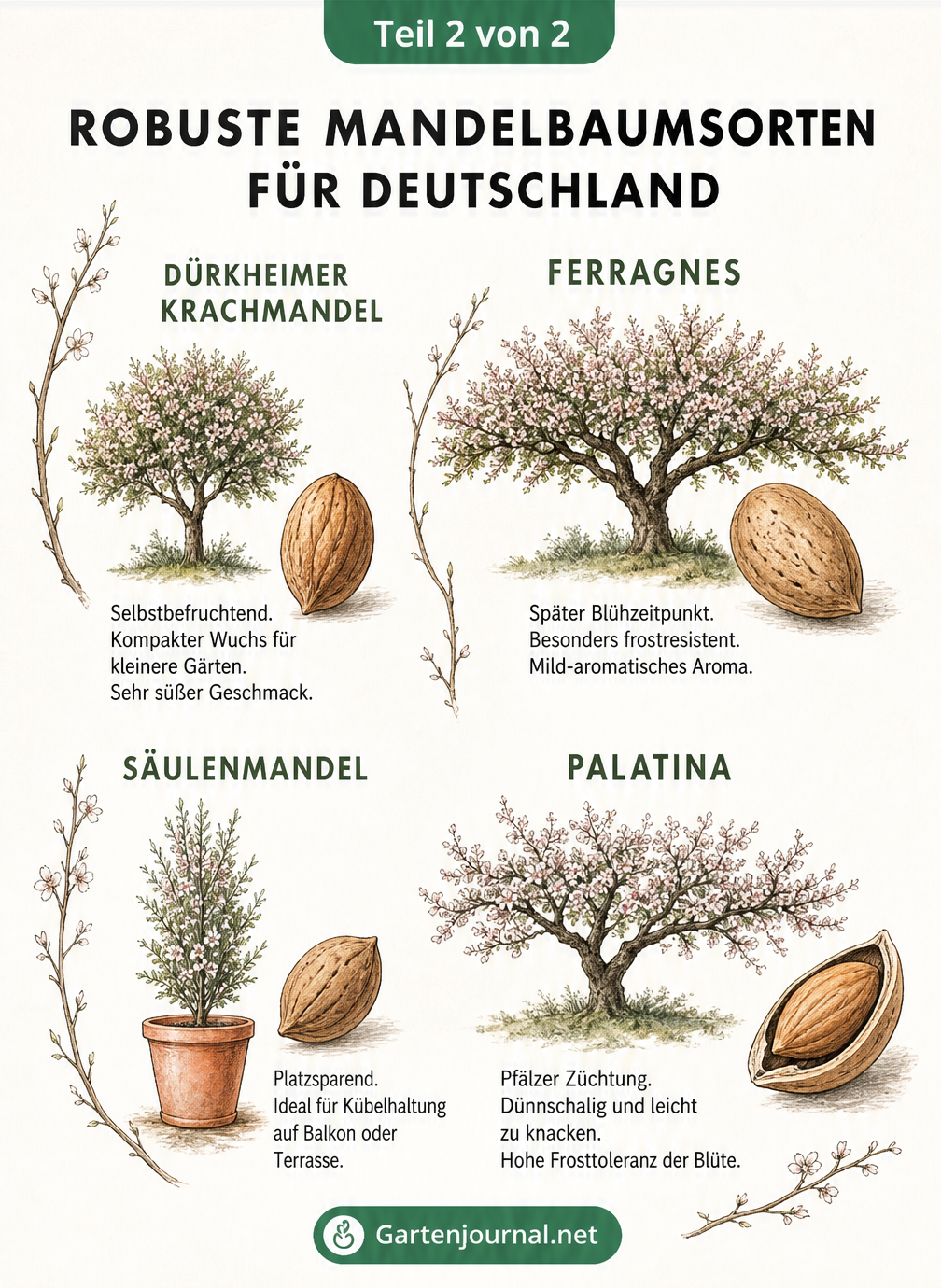 Illustration von vier robusten Mandelbaumsorten für Deutschland: Dürkheimer Krachmandel, Ferragnes, Säulenmandel und Palatina