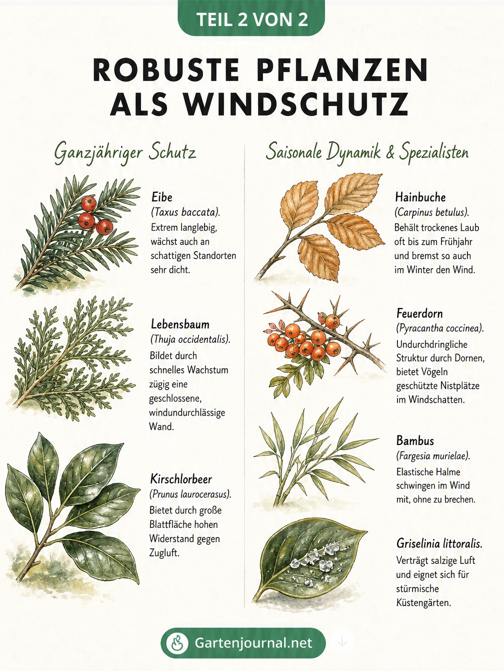Botanische Illustration von windresistenten Pflanzen wie Eibe, Lebensbaum, Kirschlorbeer, Hainbuche, Feuerdorn, Bambus und Griselinia littoralis.