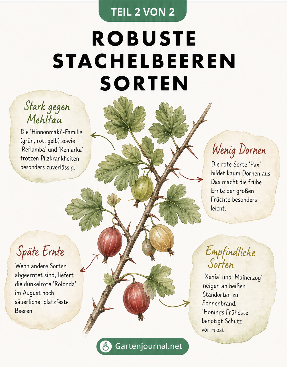 Skizze eines Stachelbeerzweigs mit Hinweisen zu robusten Sorten, Erntezeiten und Standortansprüchen