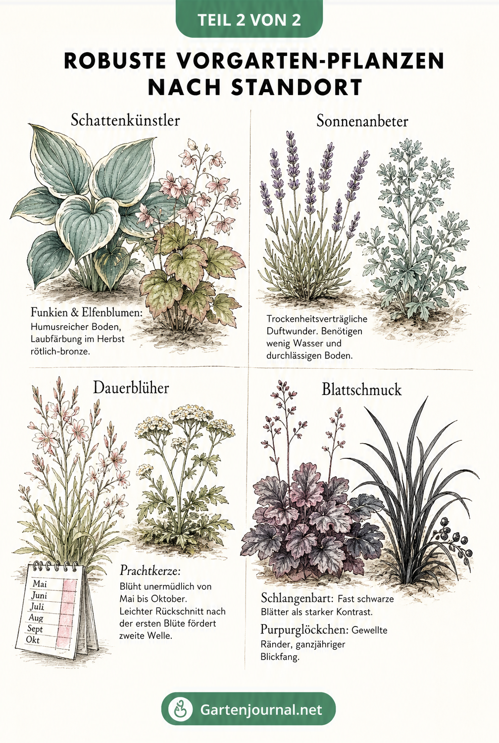 Botanische Zeichnung von Vorgarten-Pflanzen nach Standort: Funkie, Lavendel, Prachtkerze und Schlangenbart