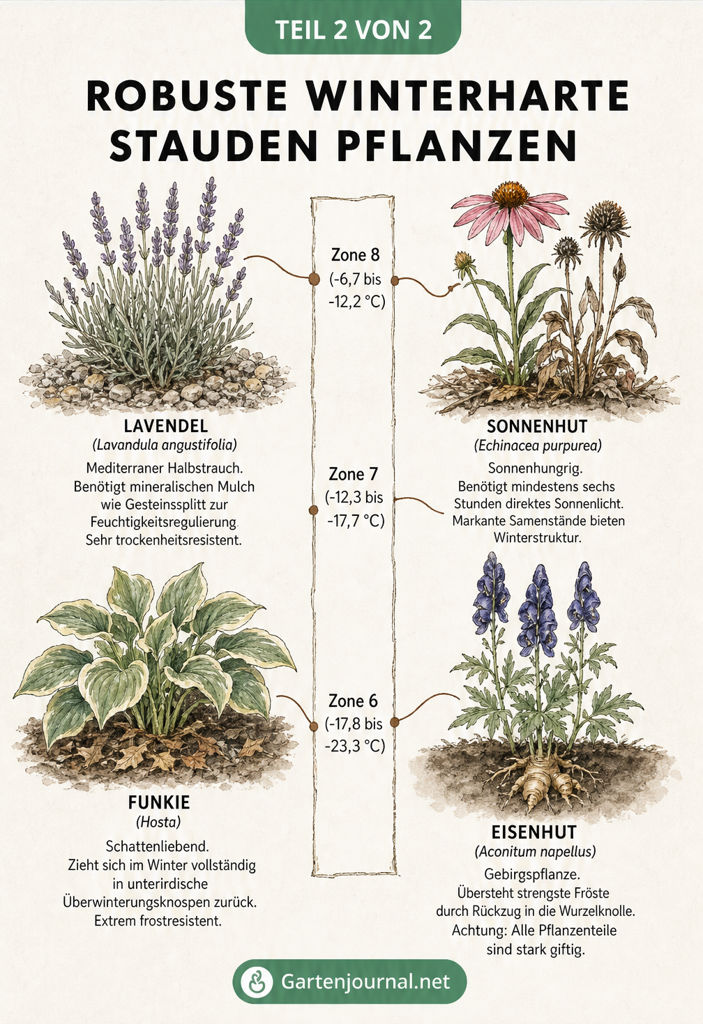 Botanische Lehrtafel mit Temperatur-Skala für Winterhärtezonen und Illustrationen von Lavendel, Sonnenhut, Funkie und Eisenhut