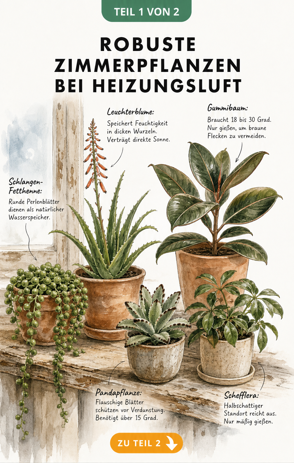 Botanische Illustration von Zimmerpflanzen wie Schlangen-Fetthenne, Leuchterblume, Gummibaum, Pandapflanze und Schefflera auf einem Holzfensterbrett