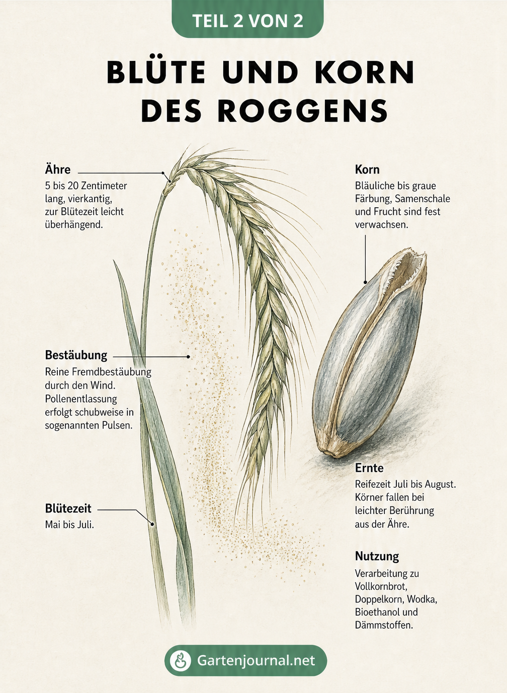 Detaillierte Zeichnung einer Roggenähre und eines einzelnen Roggenkorns
