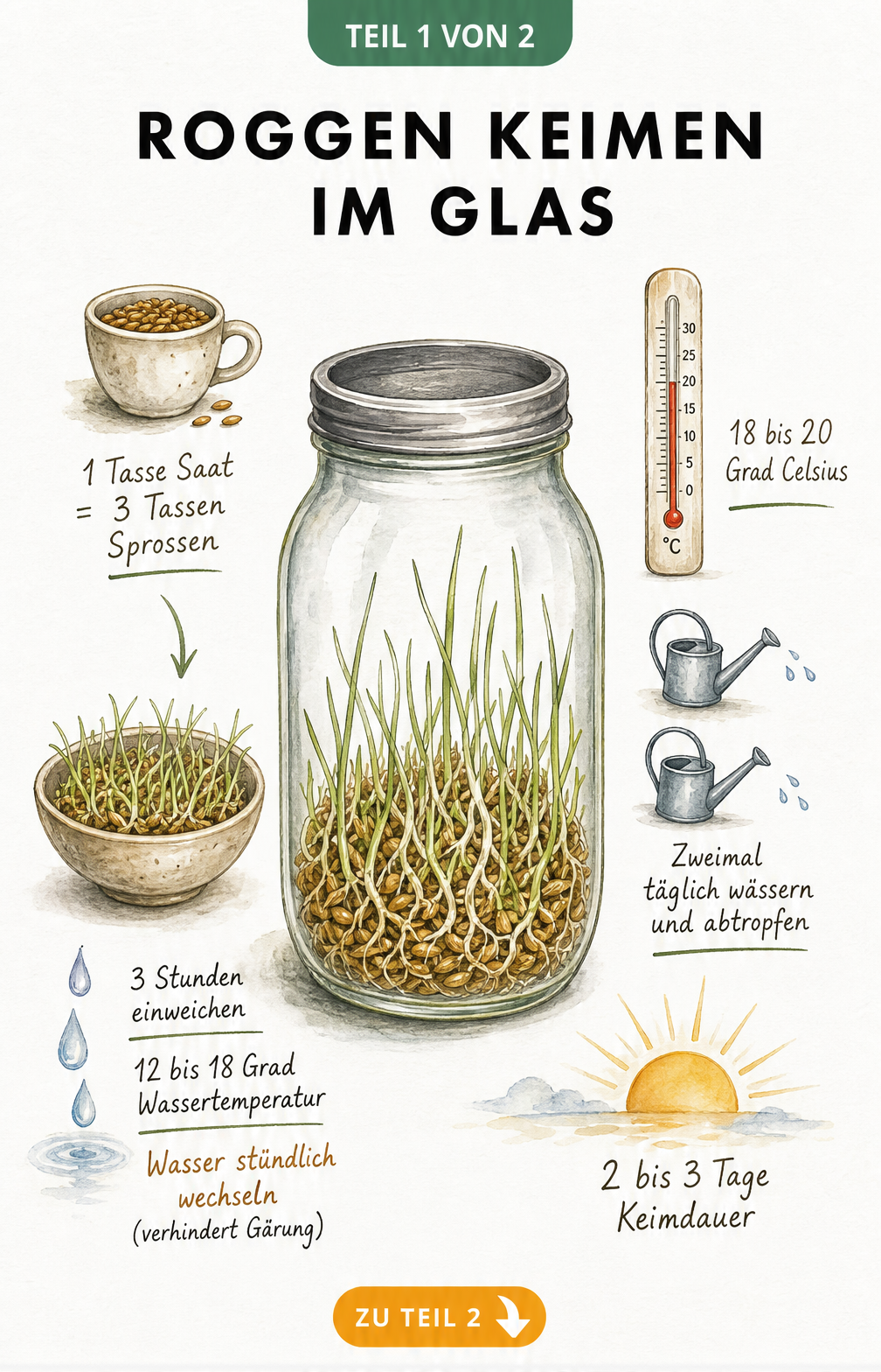 Aquarell-Illustration zum Keimen von Roggen im Glas mit Angaben zu Einweichzeit, Temperatur und Keimdauer