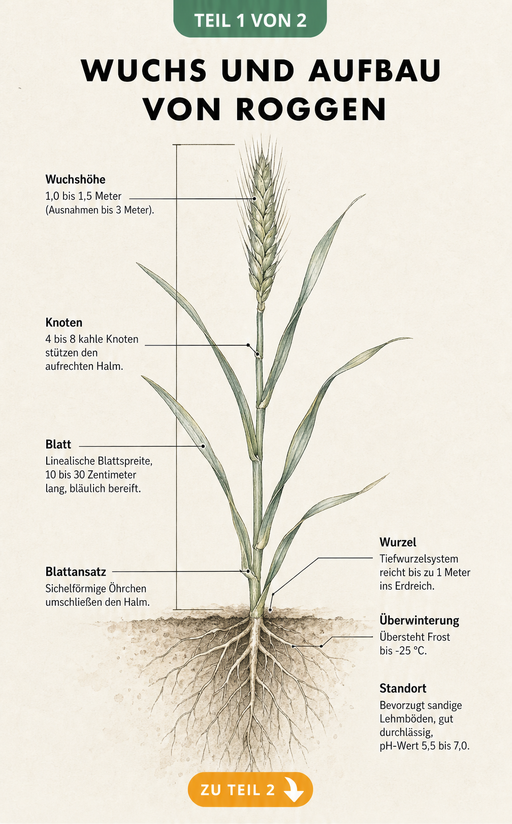 Botanische Illustration einer Roggenpflanze mit oberirdischen und unterirdischen Pflanzenteilen