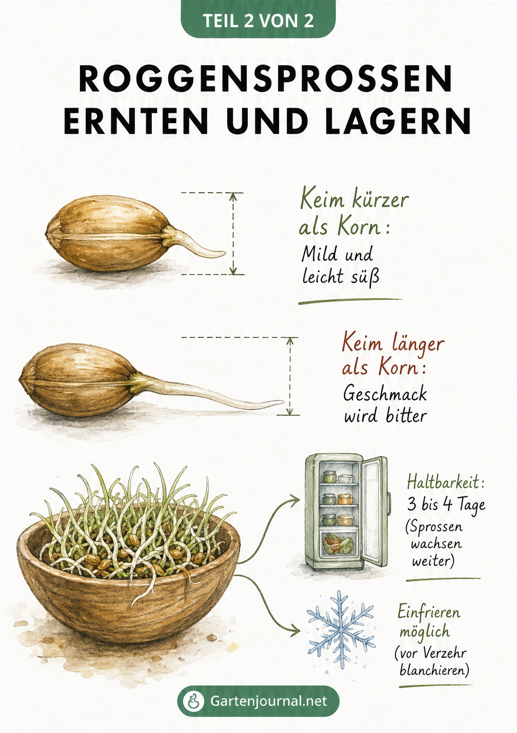 Botanische Illustration zum Erntezeitpunkt von Roggensprossen und Tipps zur Lagerung im Kühlschrank oder Gefrierfach